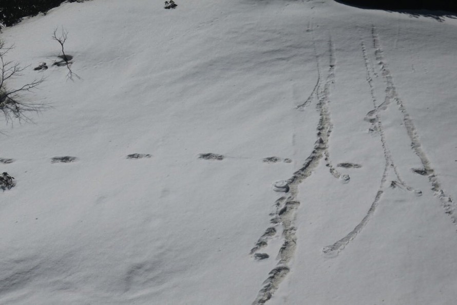 Quân đội Ấn Độ công bố hình ảnh dấu chân của 'Người tuyết' trên dãy Himalaya