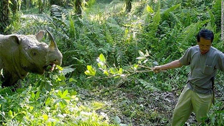Tam - chú tê giác đực Sumatra cuối cùng của Malaysia đã qua đời. Ảnh: CNN
