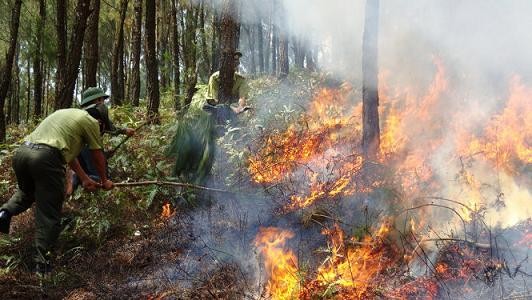 Cháy rừng ở các tỉnh miền Trung gây thiệt hại trên 100 ha rừng
