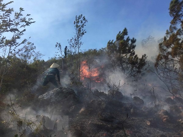 Hai người tử vong do cháy rừng tại Nghệ An
