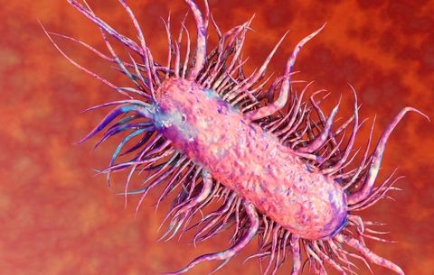 Vi khuẩn ăn thịt người thường sinh sống tại các vùng nước lợ.