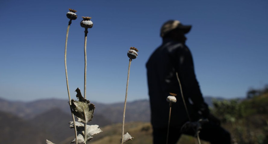 Nguyên nhân khiến Mexico trở thành nhà sản xuất thuốc phiện lớn thứ hai thế giới