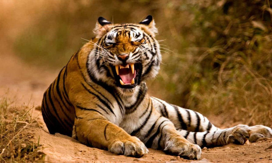 Số lượng hổ Ấn Độ tăng 33% trong 4 năm qua