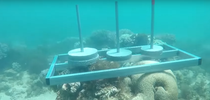 Nhà sản xuất 'Cuộc đua kỳ thú' xin lỗi về hành vi phá hoại rạn san hô