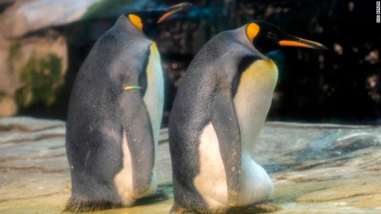 Cặp chim cánh cụt đồng tính ở Đức thử sức làm cha mẹ