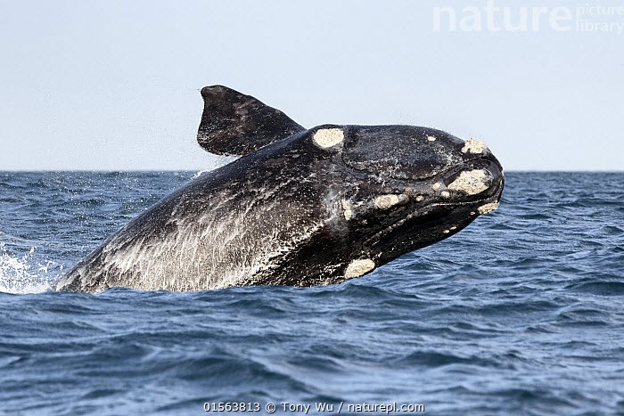 Cá voi trơn Bắc Thái Bình Dương đối diện nguy cơ tuyệt chủng
