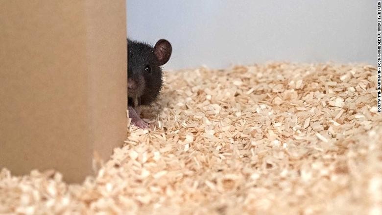Loài chuột có khả năng chơi trốn tìm