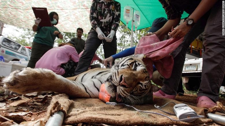 Đàn hổ được giải cứu khỏi chùa Thái Lan đang chết dần