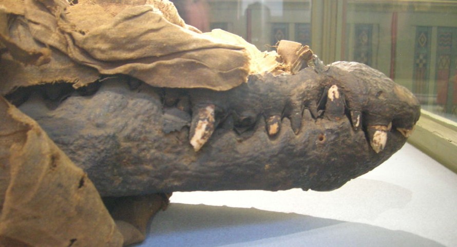 Phát hiện xác ướp cá sấu Ai Cập có tuổi đời hàng nghìn năm