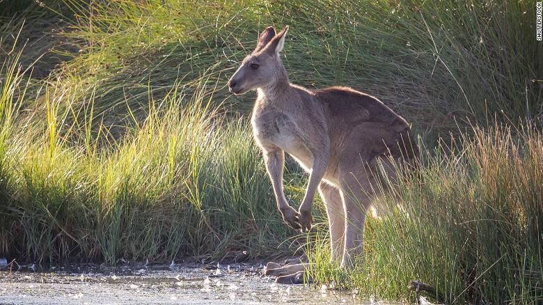 Australia cho phép săn bắn chuột túi làm thức ăn cho vật nuôi