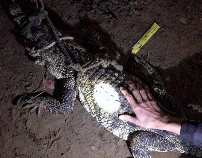 Cá sấu hoang dã bò vào nhà dân tại Đồng Nai