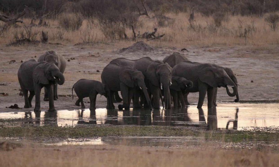 Hạn hán tại Zimbabwe khiến 55 con voi tử vong