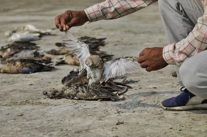 Đàn chim di cư chết hàng loạt ở một hồ nước Ấn Độ