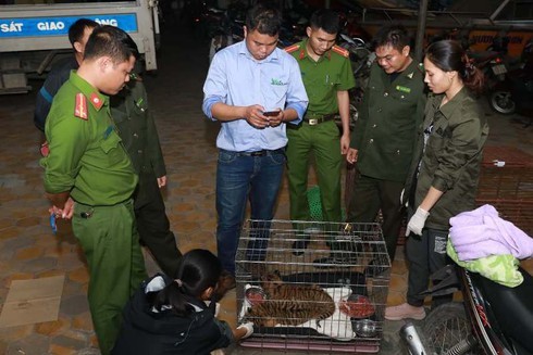Các lực lượng chức năng Hà Tĩnh bàn giao 2 cá thể hổ con cho Trung tâm Bảo tồn động vật hoang dã. Ảnh: BVPL