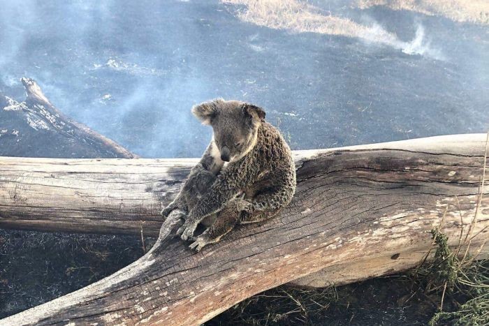 Gấu túi đối diện với nguy cơ tuyệt chủng do hỏa hoạn tại Australia
