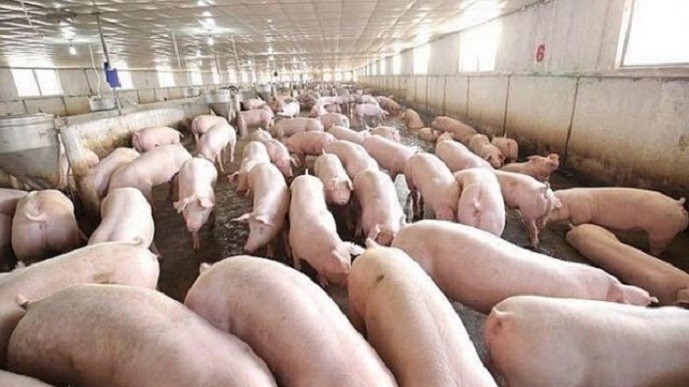 Thiếu hụt trên 200.000 tấn thịt lợn dịp cuối năm