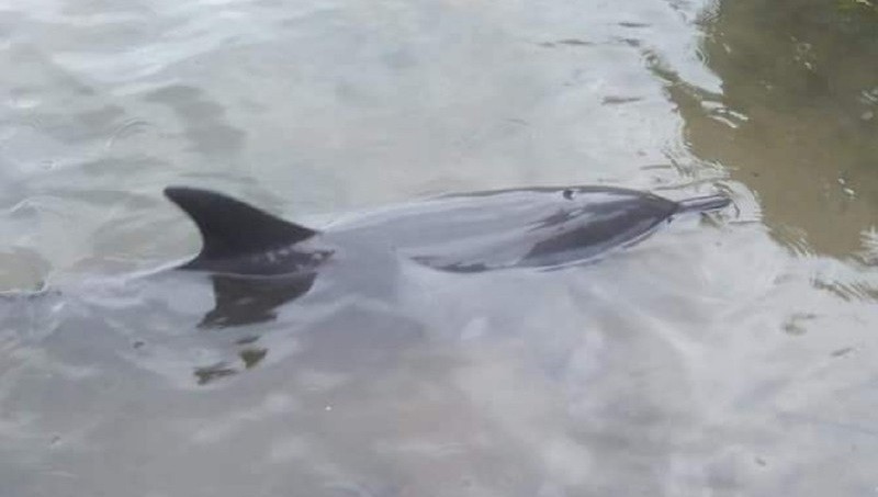 Người dân giải cứu cá heo trôi dạt vào bờ biển Thừa Thiên-Huế