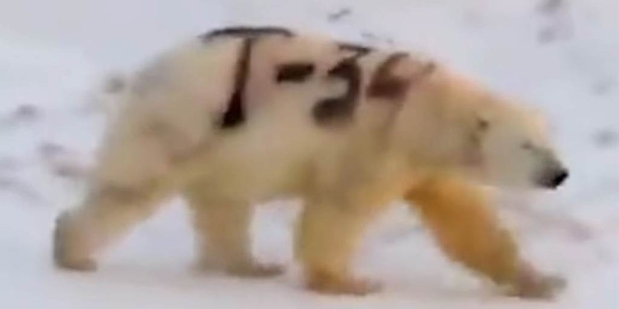 Gấu Bắc cực bị phun sơn chữ 'T-34' ở Nga
