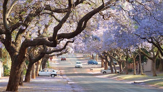 Con đường hoa phượng trắng tại Pretoria (Nam Phi).