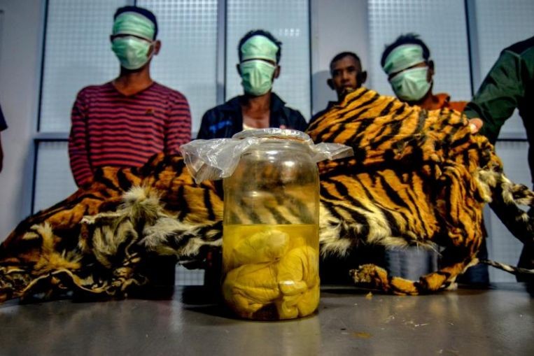 Indonesia bắt giữ 5 người tàng trữ bào thai hổ