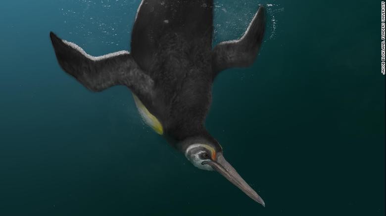 Phát hiện loài chim cánh cụt cổ đại ở New Zealand