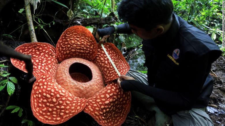 Indonesia: Phát hiện hoa 'xác chết' lớn nhất thế giới