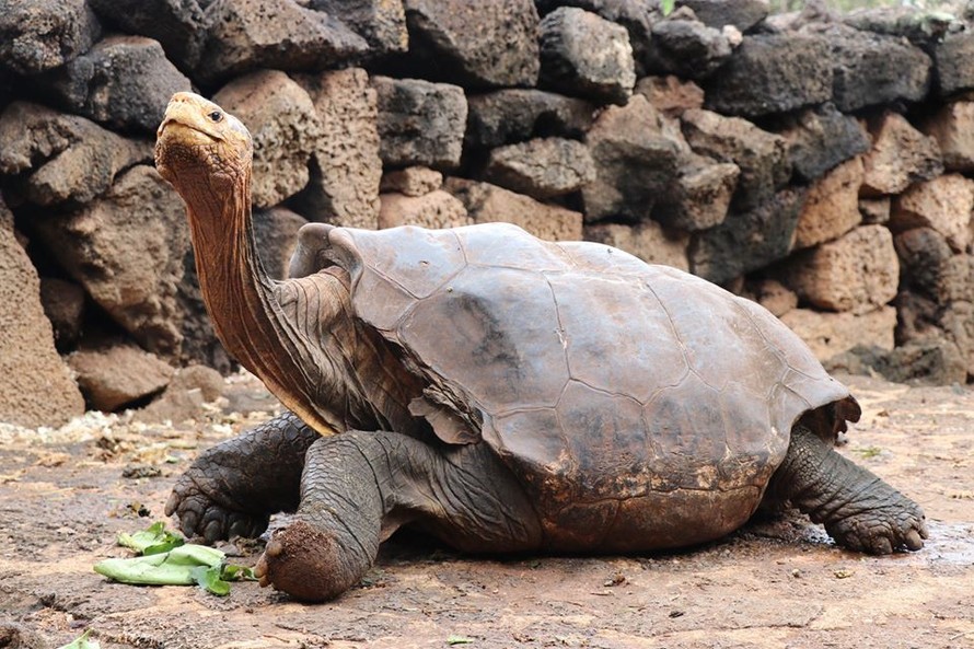 'Cụ rùa' Galapagos được đưa về nhà sau khi đẻ ra 800 rùa con