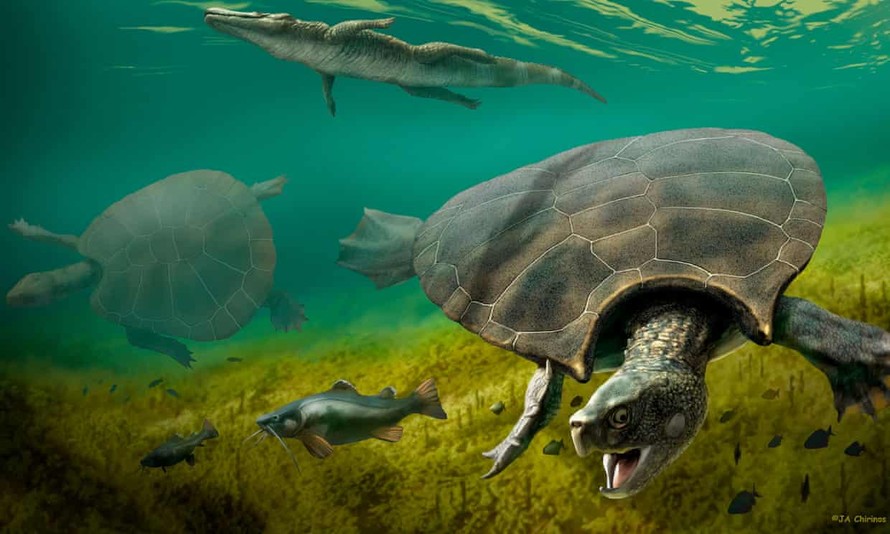 Phát hiện hóa thạch mai rùa cổ đại to bằng ô tô