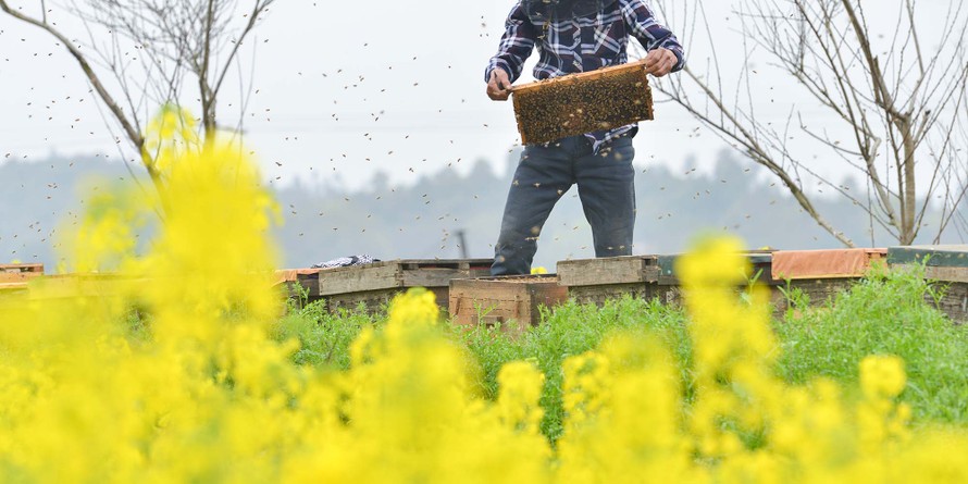 Ngành nuôi ong Trung Quốc lâm vào cảnh khó khăn