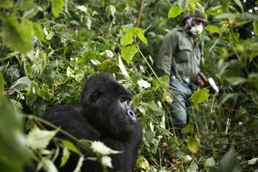 Dịch Covid-19 đe dọa loài khỉ đột châu Phi
