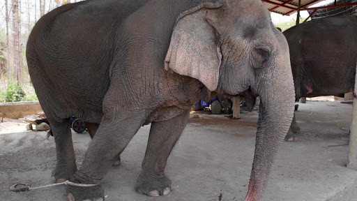 Nhưng con voi bị xiềng xích tại chỗ do không còn du khách tới thăm. Ảnh: AFP