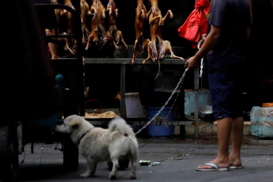 Trung Quốc loại bỏ chó khỏi danh mục động vật chăn nuôi