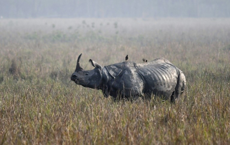 Tê giác một sừng Ấn Độ bị thợ săn sát hại 