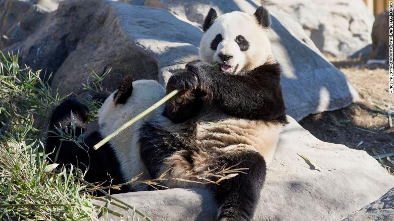 Sở thú Canada trả gấu trúc về Trung Quốc do không đủ thức ăn