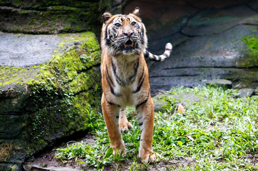 Cá thể hổ Sumatra tên Fitri tại vườn thú Bandung. Ảnh: Reuters