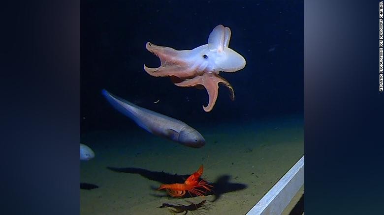 Một cá thể bạch tuộc được phát hiện ở độ sâu hơn 6.000 m. Ảnh: CNN