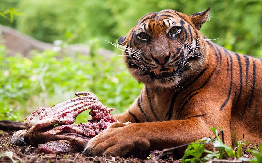 Hổ ăn thịt người bị giam cầm suốt đời