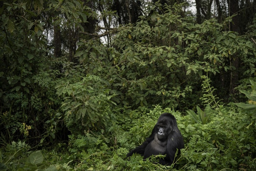 Khỉ đột 25 tuổi nổi tiếng ở Uganda bị thợ săn sát hại