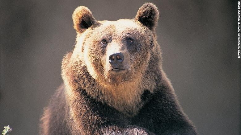 Gấu nâu bị phán tử hình do tấn công con người