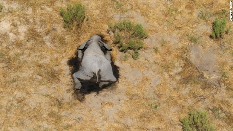 Botswana điều tra hiện tượng voi chết hàng loạt