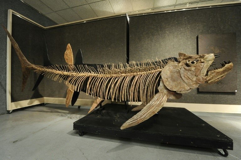 Phát hiện hóa thạch cá khổng lồ tại Argentina