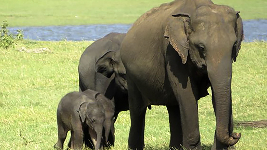Cặp voi song sinh hiếm có tại Sri Lanka