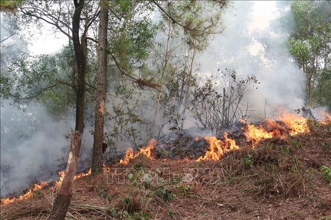 Nắng nóng gây cháy rừng tại Nghệ An