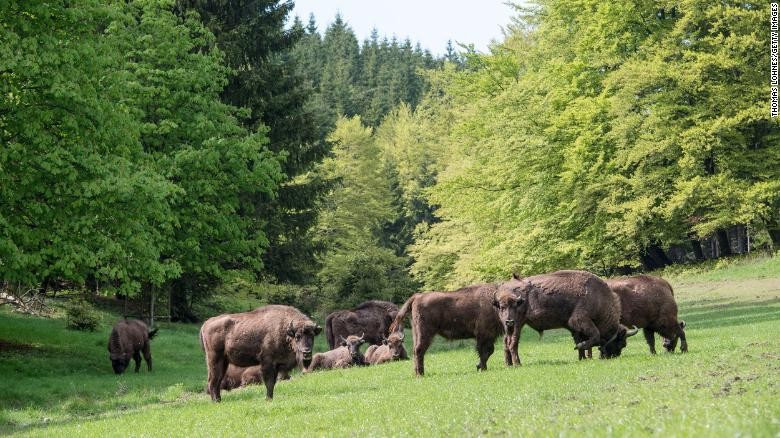 Vương quốc Anh tái lập đàn bò rừng châu Âu