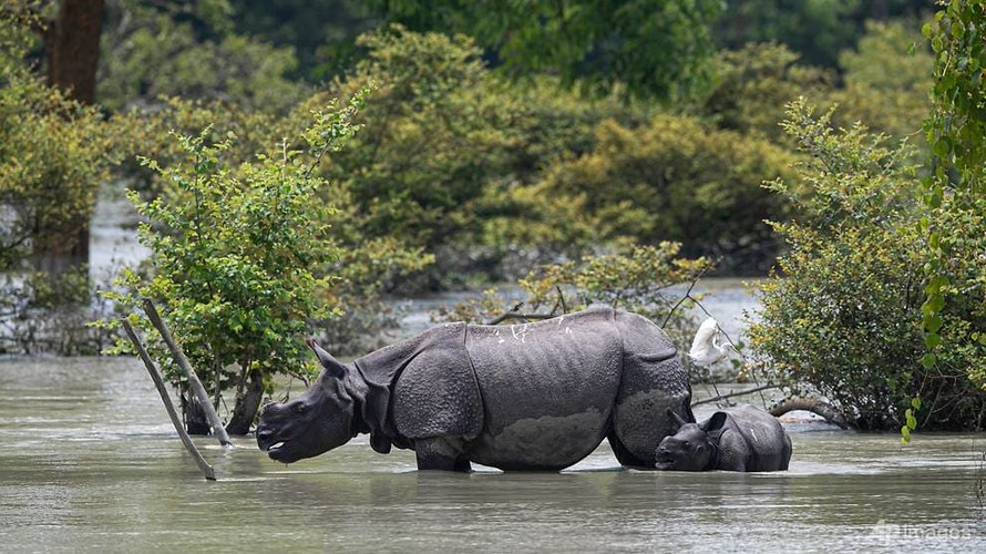 Lũ lụt tại Ấn Độ khiến 9 con tê giác chết đuối