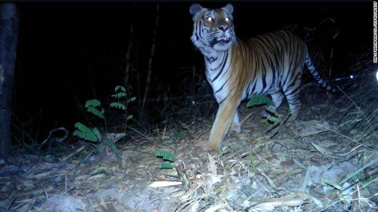 Bẫy ảnh đã chụp lại được 3 con hổ khác nhau tại phía tây Thái Lan.