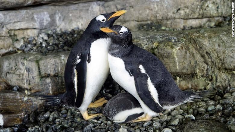 Cặp chim cánh cụt 'đồng tính' lần đầu có con chung