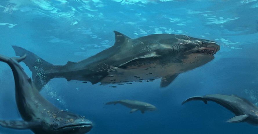 Kích thước thật của cá mập Megalodon