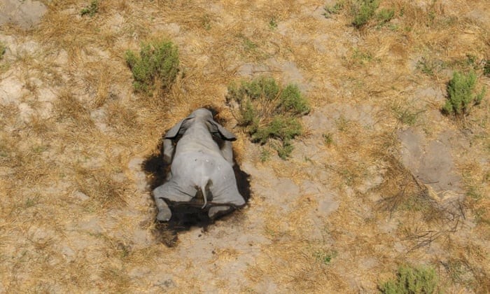 Botswana tìm ra nguyên nhân khiến voi chết hàng loạt