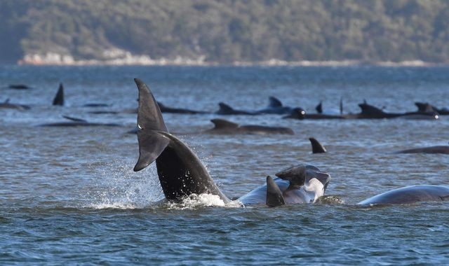 Cá voi mắc cạn hàng loạt ở Australia
